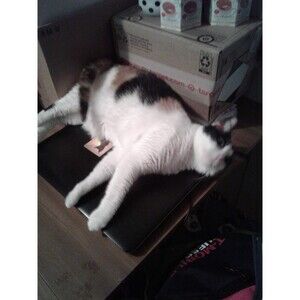 Pair Viking Broa Pin Tortoise Shield Brooch Norse Celtic Knot Dragon Gold 2.5"